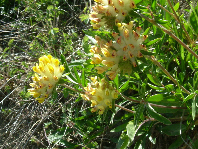 Anthyllis vulneraria